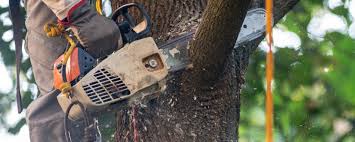 Best Tree Cabling and Bracing  in Lake Barrington, IL