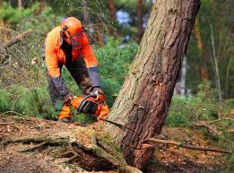 Best Tree Trimming and Pruning  in Lake Barrington, IL